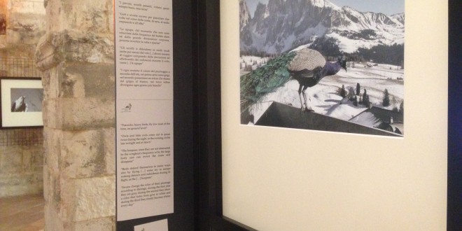 Foto 23 – mostra-De Arte Venandi-Federico II – Bari