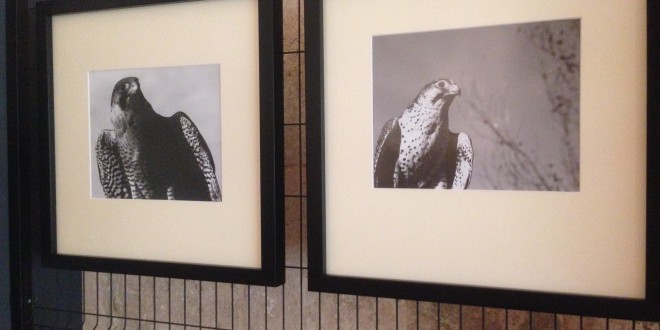 Foto 24 – mostra-De Arte Venandi-Federico II – Bari