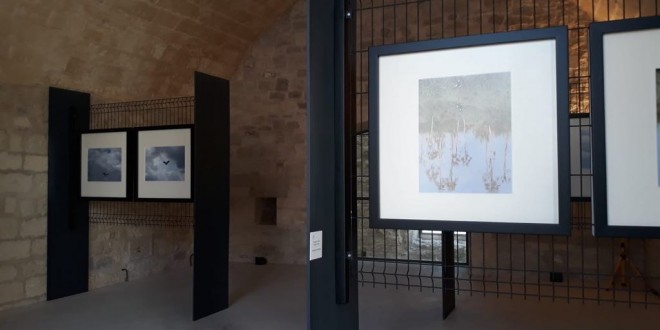 Foto 27 – mostra-De Arte Venandi-Federico II – Trani