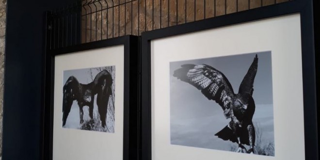 Foto 30 – mostra-De Arte Venandi-Federico II – Trani