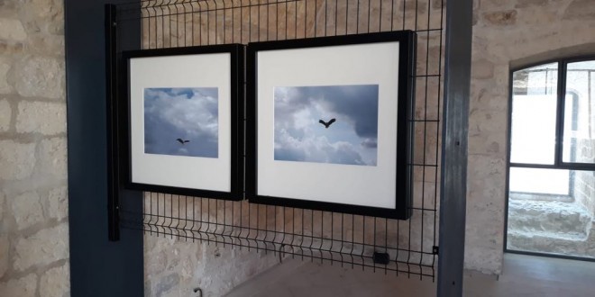 Foto 37 – mostra-De Arte Venandi-Federico II – Trani