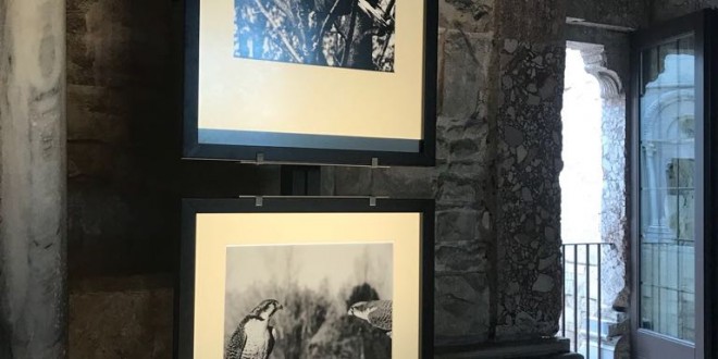 Foto 8 – mostra-De Arte Venandi-Federico II – CDM